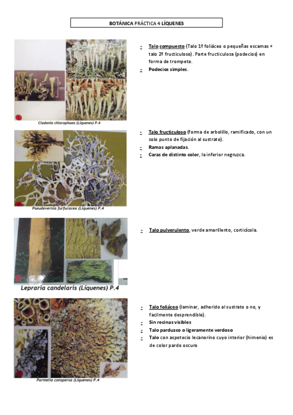 Miniatura del documento BOTANICA I PRACTICA Nº4 LIQUENES.pdf