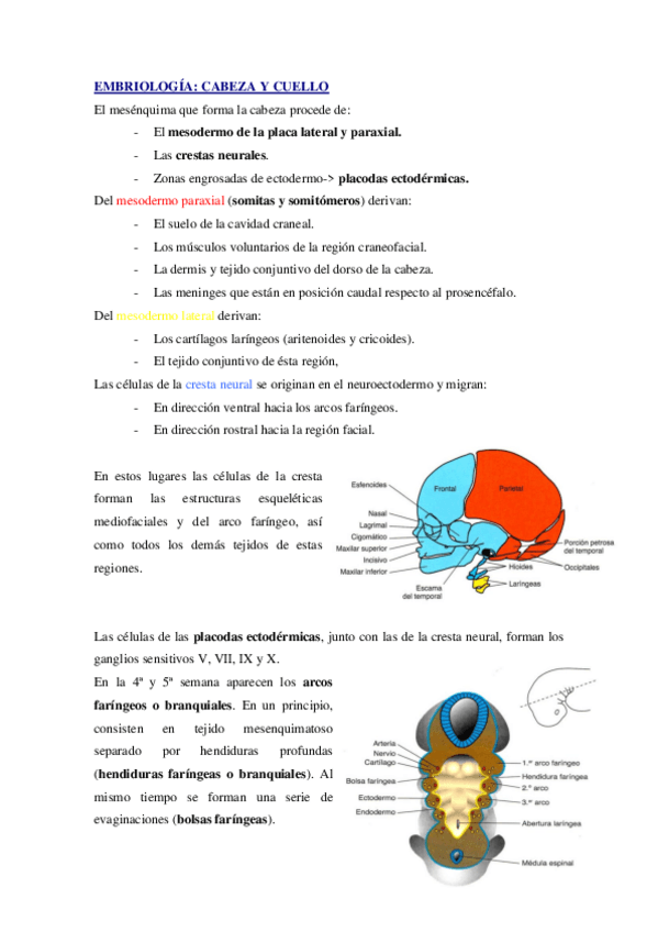 Miniatura del documento Embriologia.pdf