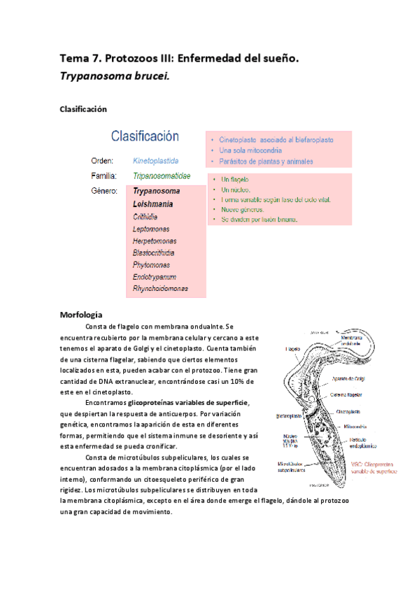 Miniatura del documento Tema 7 parasitologia.pdf