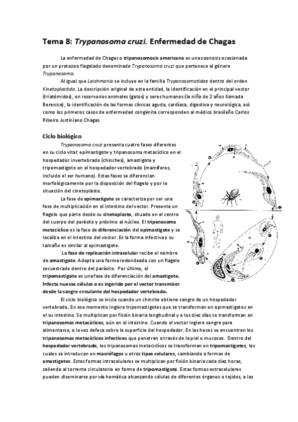Miniatura del documento Tema 8 Enfermedad de Chagas.pdf