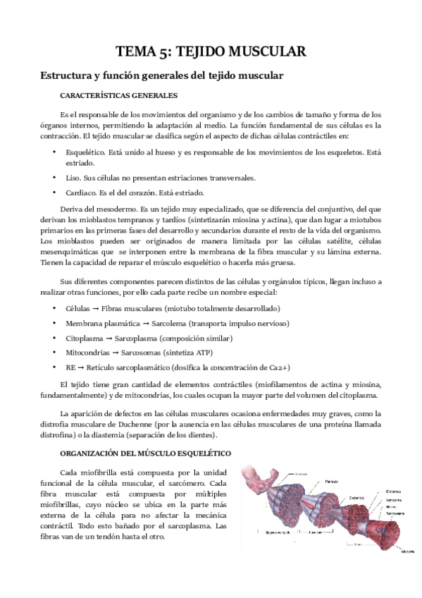 Miniatura del documento TEMA 5.pdf