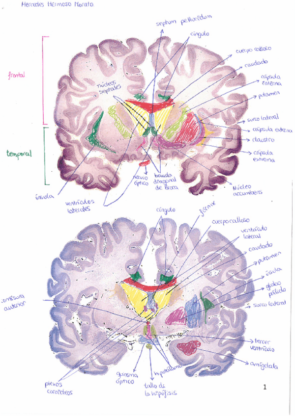 Miniatura del documento Láminas de neuroanatomía.pdf