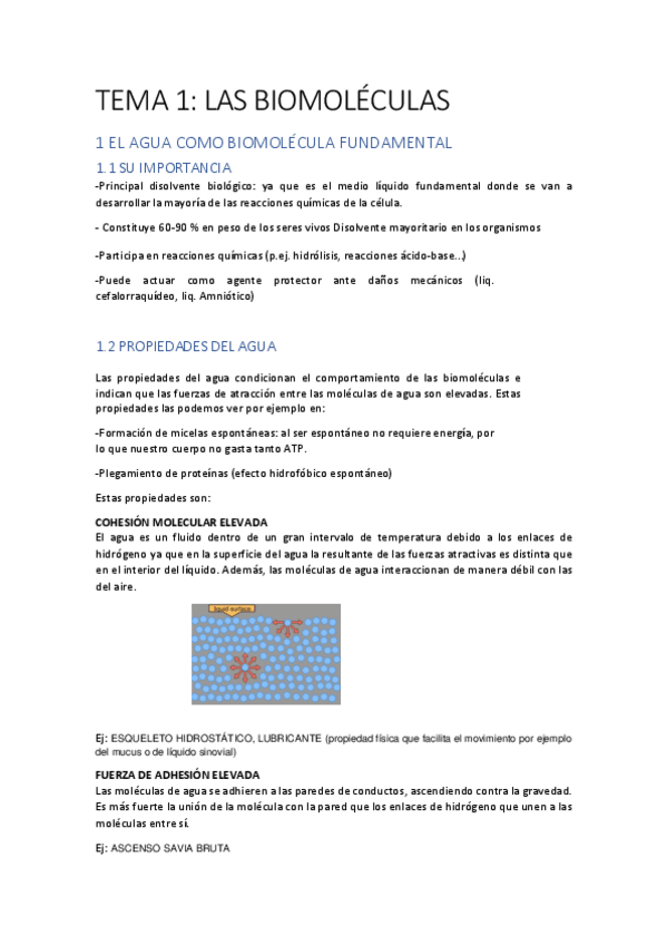 Miniatura del documento T1 las biomoleculas .pdf