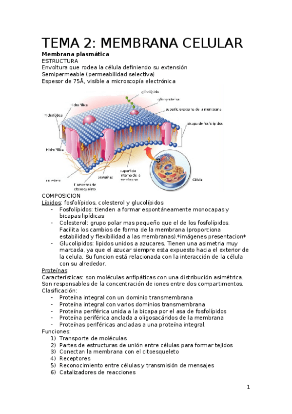 Miniatura del documento BIOLOGIA CELULAR.docx