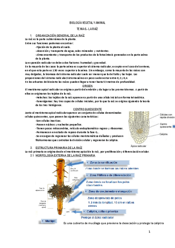 Miniatura del documento B. TEMA 6.- LA RAÍZ.pdf