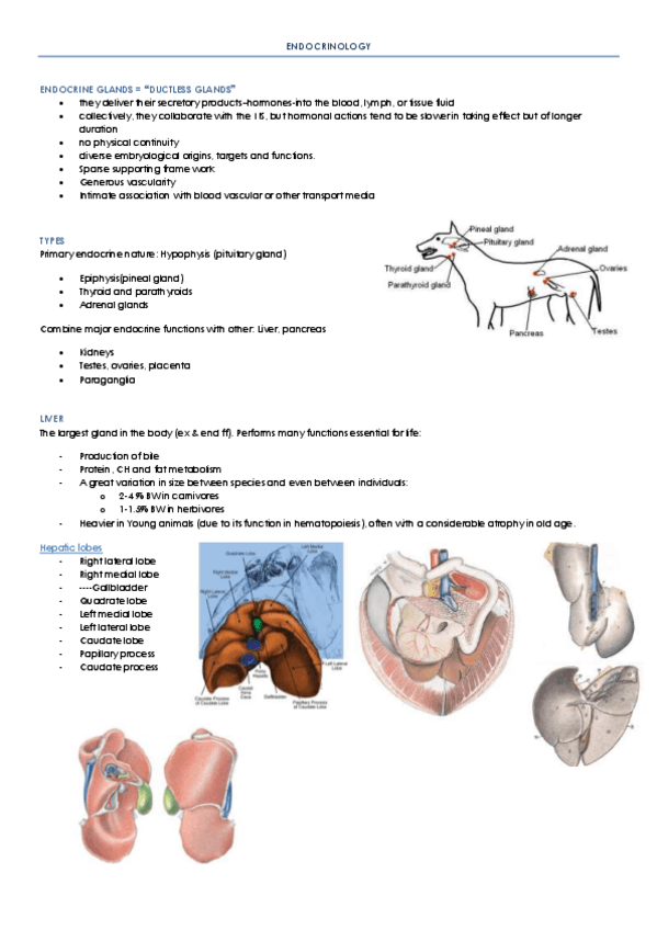 Miniatura del documento Endocrinology.pdf