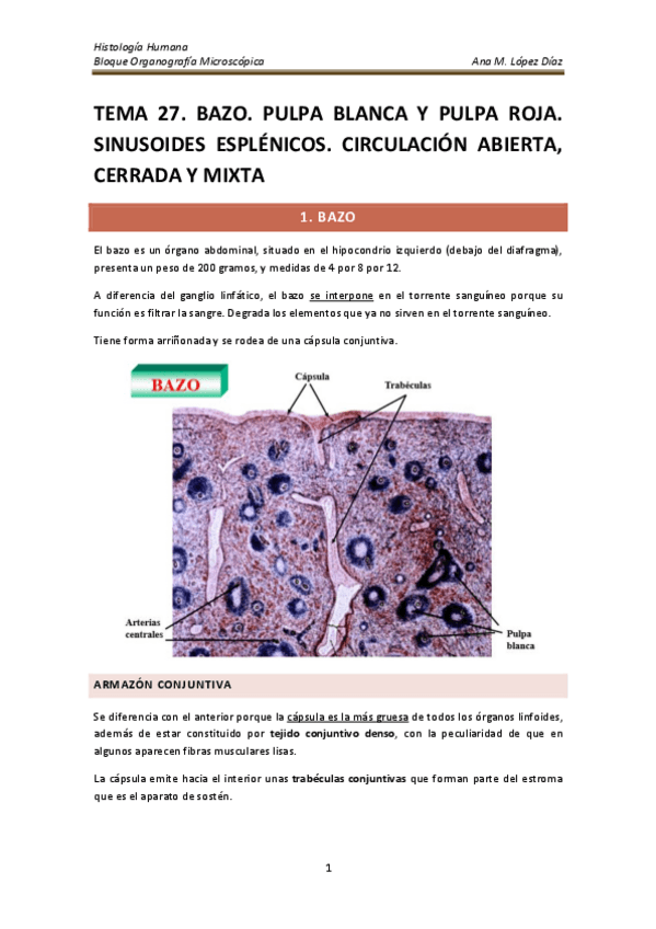 Miniatura del documento TEMA 27. BAZO. PULPA BLANCA Y PULPA ROJA. SINUSOIDES ESPLÉNICOS. CIRCULACIÓN ABIERTA- CERRADA Y MIXTA.pdf