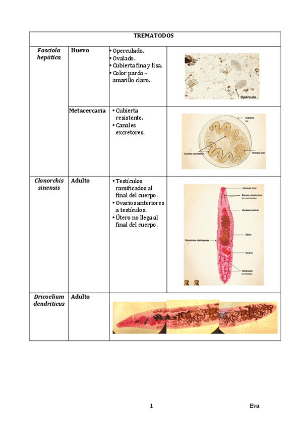 Miniatura del documento Prácticas PA 16.14.45.pdf