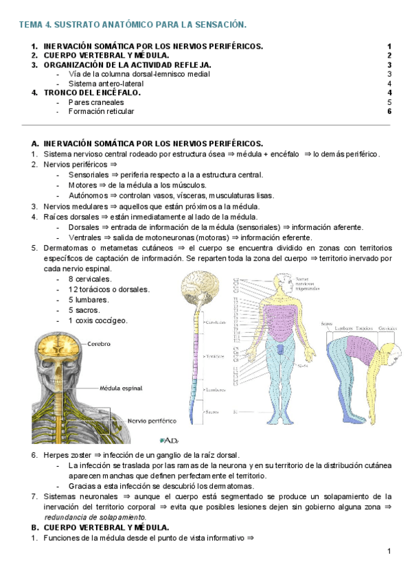 Miniatura del documento TEMA 4. SUSTRATO ANATÓMICO PARA LA SENSACIÓN SOMÁTICA..pdf