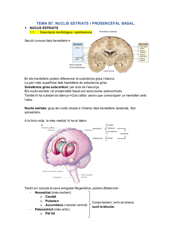 Miniatura del documento NUCLIS ESTRIATS I PROSENCÈFAL BASAL.pdf