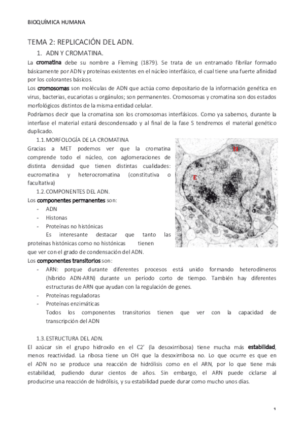 Miniatura del documento TEMA 2 REPLICACIÓN.pdf