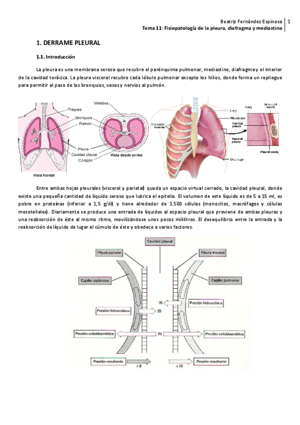Miniatura del documento Tema 11_Fisiopat. pleura diafragma mediastino.pdf
