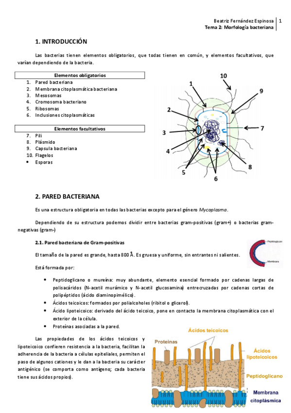 Miniatura del documento Tema 2_Morfologia y estructura bacteriana.pdf