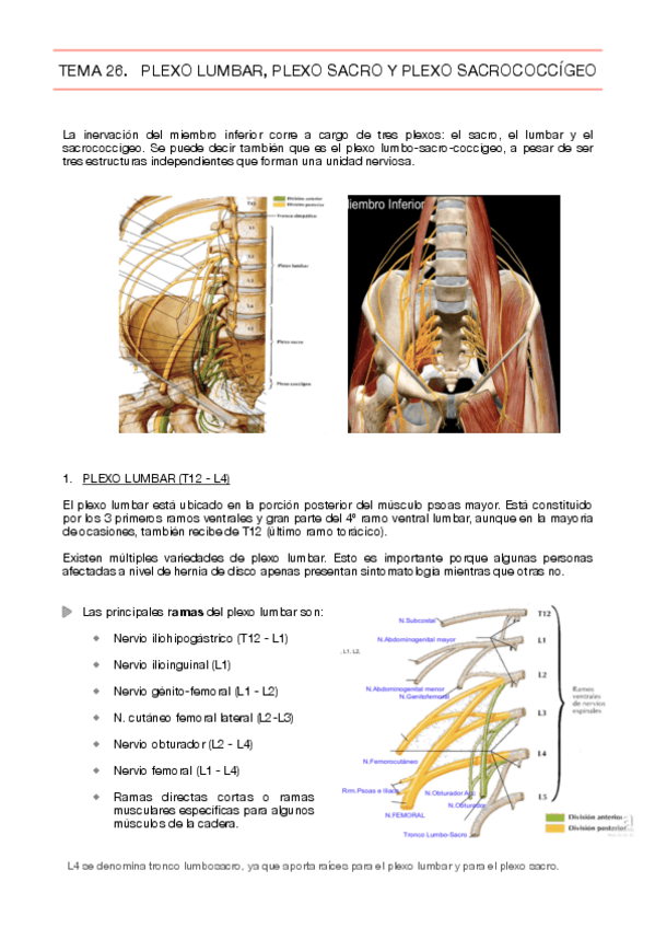 Miniatura del documento 26 PLEXO LUMBAR- SACRO Y SACROCOCCÍGEO.pdf