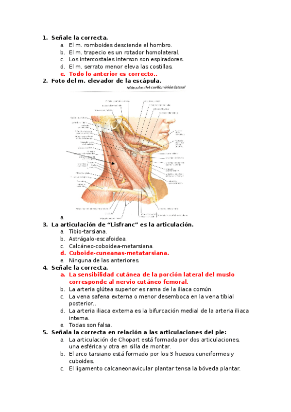Miniatura del documento Examen tronco y cuello con respuesta.docx