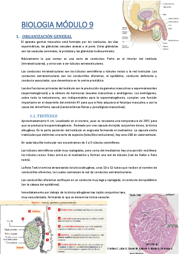 Miniatura del documento Apuntes_Reproductor Masculino.pdf