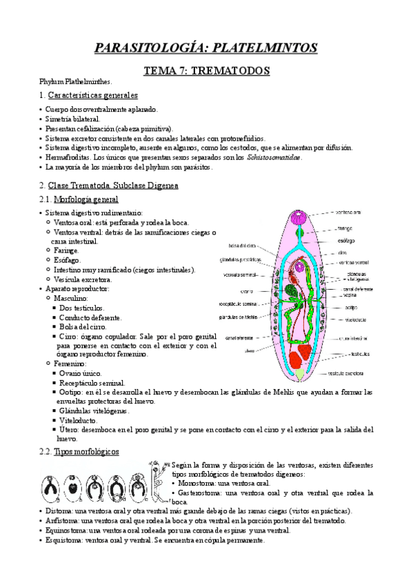 Miniatura del documento Parasitología Platelmintos.pdf