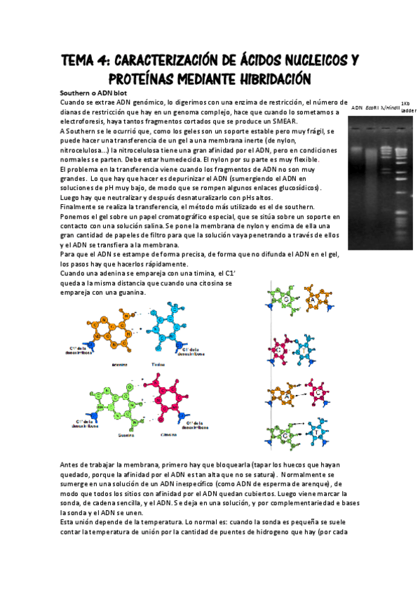 Miniatura del documento TEMA 4.pdf