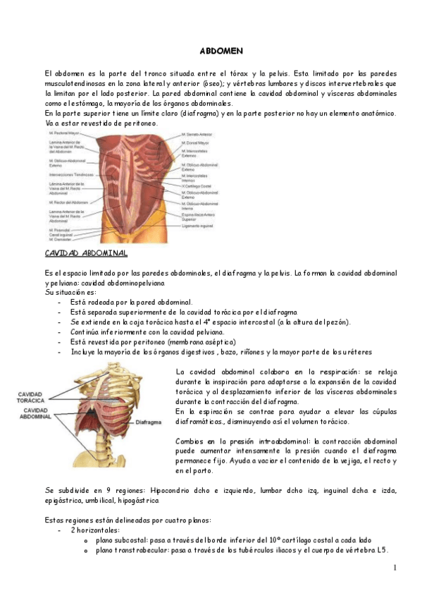 Miniatura del documento 3.EL ABDOMEN.pdf