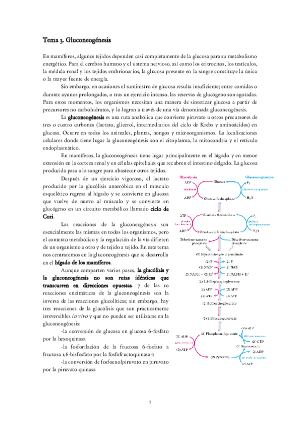 Miniatura del documento Tema 3. Gluconeogénesis.pdf