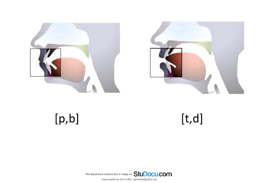 Miniatura del documento Esquema articulatorio CONSONANTES.pdf