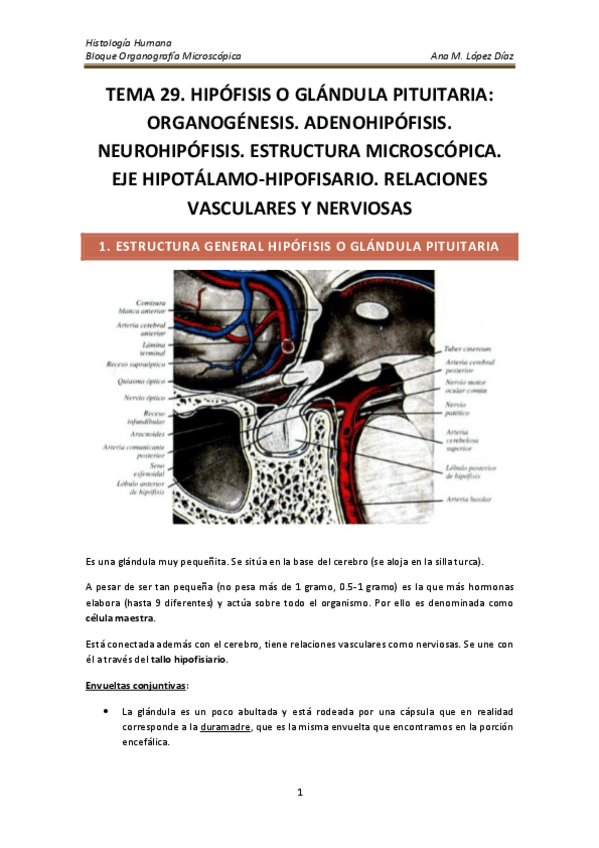 Miniatura del documento TEMA 29. HIPÓFISIS O GLÁNDULA PITUITARIA ORGANOGÉNESIS. ADENOHIPÓFISIS. NEUROHIPÓFISIS. ESTRUCTURA MICROSCÓPICA. EJE HIPOTÁLAMO-HIPO.pdf