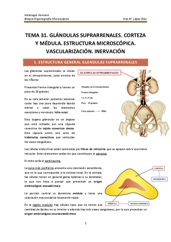 Miniatura del documento TEMA 31. GLÁNDULAS SUPRARRENALES. CORTEZA Y MÉDULA. ESTRUCTURA MICROSCÓPICA. VASCULARIZACIÓN. INERVACIÓN.pdf