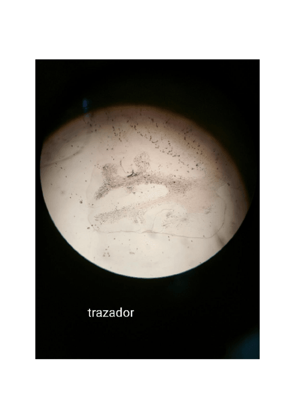 Miniatura del documento Fotos histología prácticas microscopía.pdf