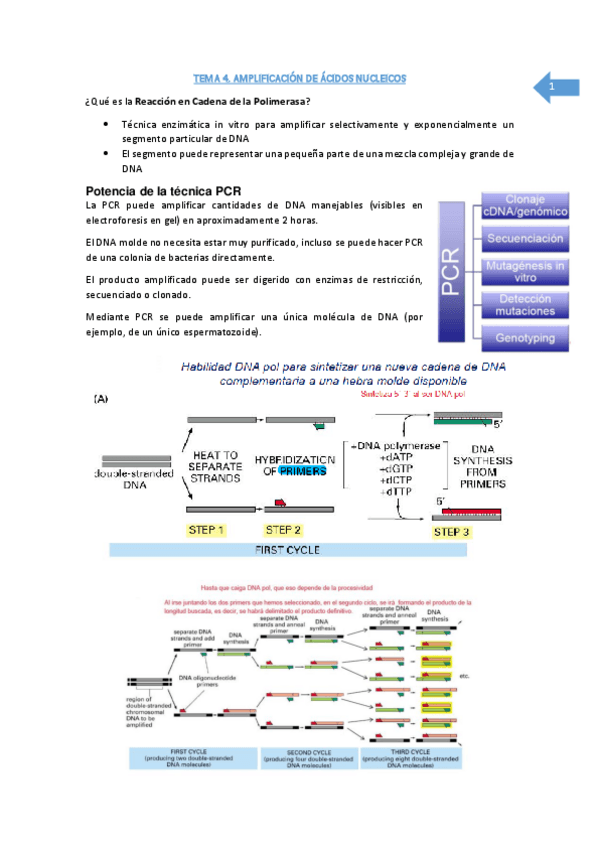 Miniatura del documento Tema 4.1 AMPLIFICACIÓN DE ÁCIDOS NUCLEICOS.pdf