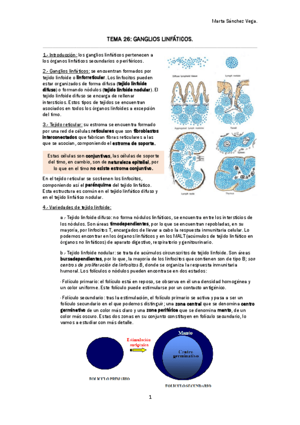 Miniatura del documento TEMA 26 GANGLIOS LINFÁTICOS.pdf