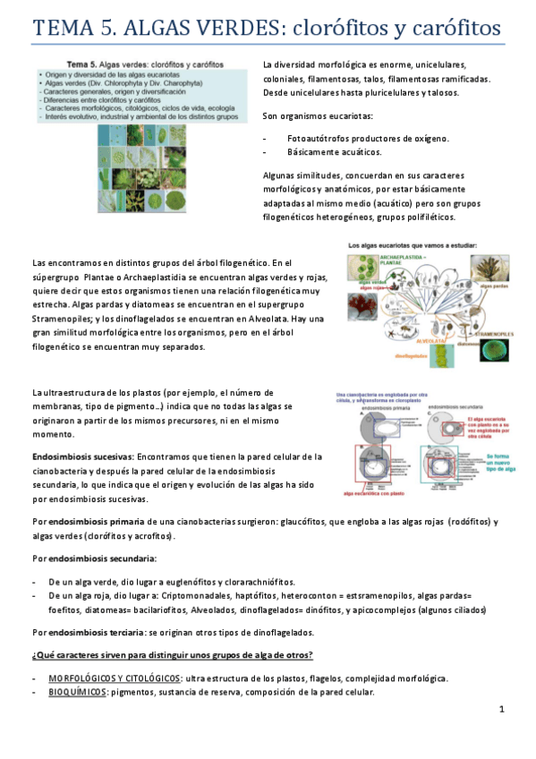 Miniatura del documento TEMA 5. ALGAS VERDES...pdf