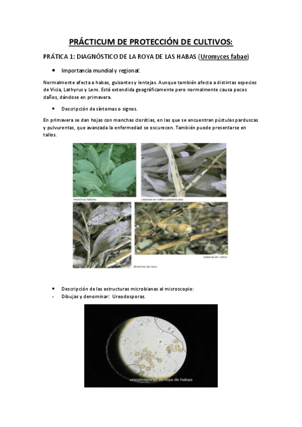 Miniatura del documento PRÁCTICUM DE PROTECCIÓN DE CULTIVOS.pdf