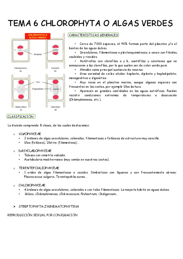 Miniatura del documento TEMA 6 FLORA.pdf