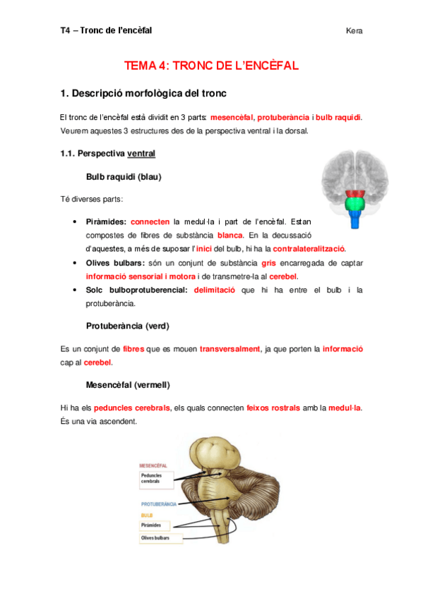 Miniatura del documento Tema 4 Tronc de l'encèfal.pdf