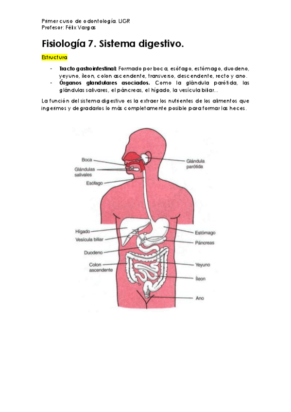 Miniatura del documento Fisiología 7. Sistema Digestivo..pdf