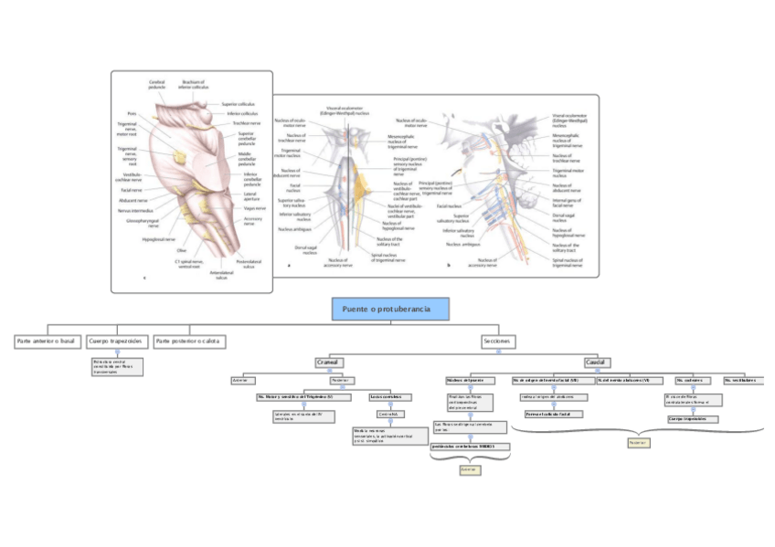 Miniatura del documento 5.2 Puente:protuberancia.pdf