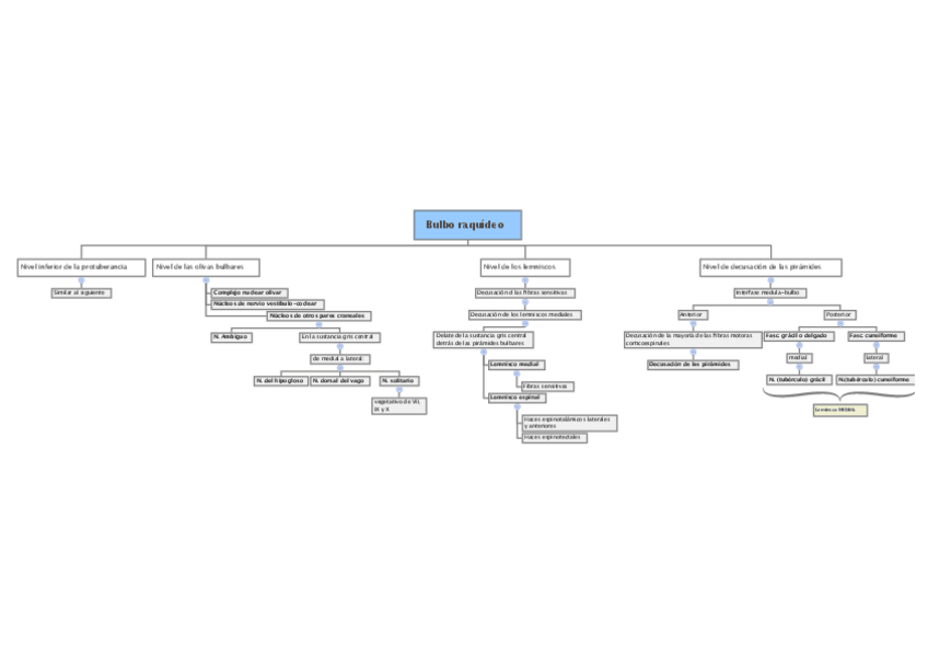 Miniatura del documento 5.3 Bulbo raquideo:medula oblongata.pdf