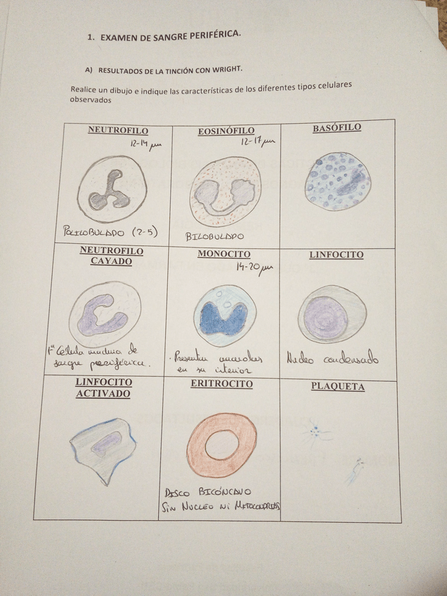 Miniatura del documento CuadernoHematologia.pdf