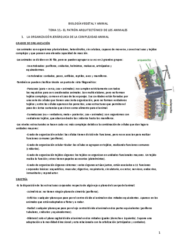 Miniatura del documento TEMA 11.pdf
