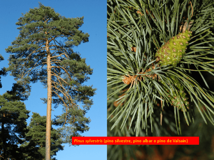 Miniatura del documento Fotos examen(1).pdf