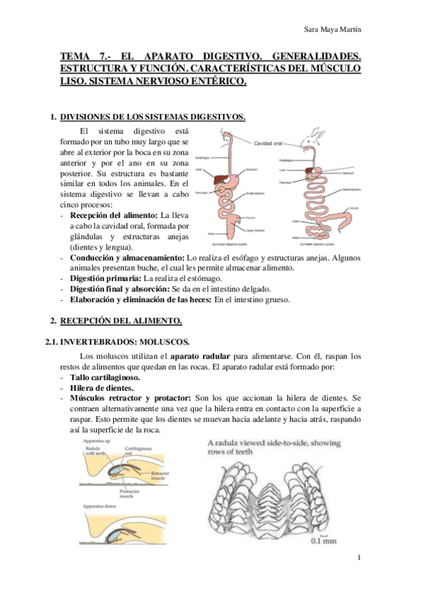 Miniatura del documento TEMA 7.- EL APARATO DIGESTIVO. GENERALIDADES. ESTRUCTURA Y FUNCIÓN. CARACTERÍSTICAS DEL MÚSCULO LISO. SISTEMA NERVIOSO ENTÉRICO..pdf