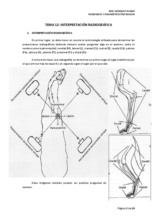 Miniatura del documento TEMA 12 INTERPRETACIÓN RADIOGRÁFICA.pdf