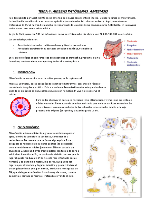 Miniatura del documento TEMA 4.pdf