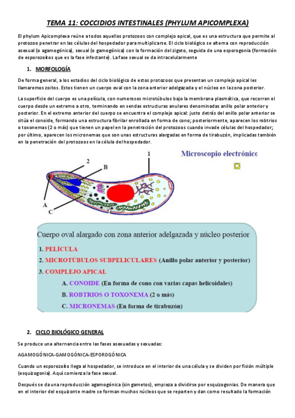 Miniatura del documento TEMA 11.pdf