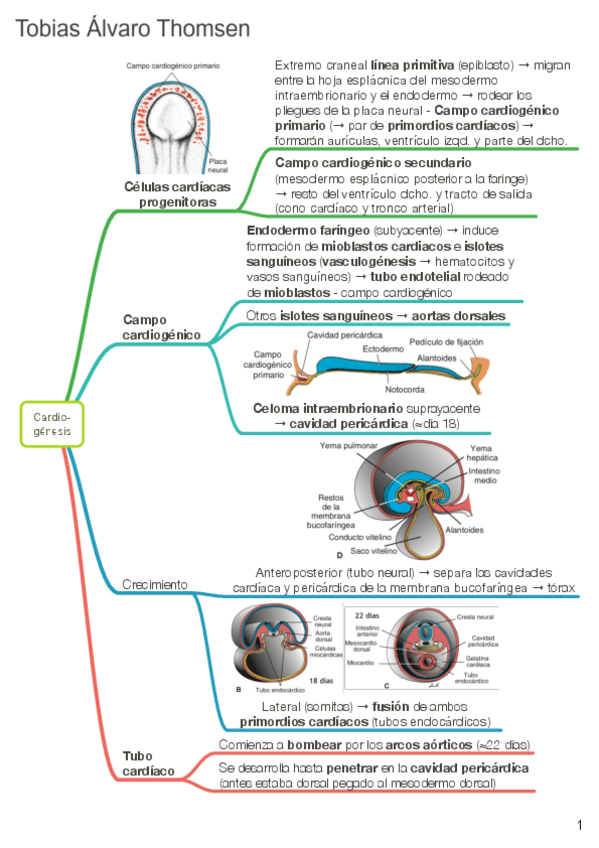 Miniatura del documento Cardiovascular NUM TOB.pdf
