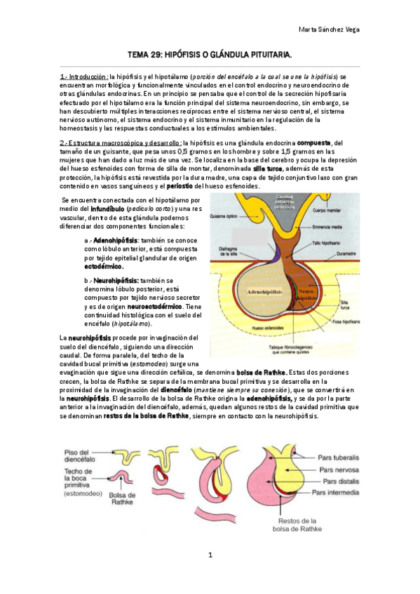 Miniatura del documento TEMA 29 HIPÓFISIS O GLÁNDULA PITUITARIA.pdf