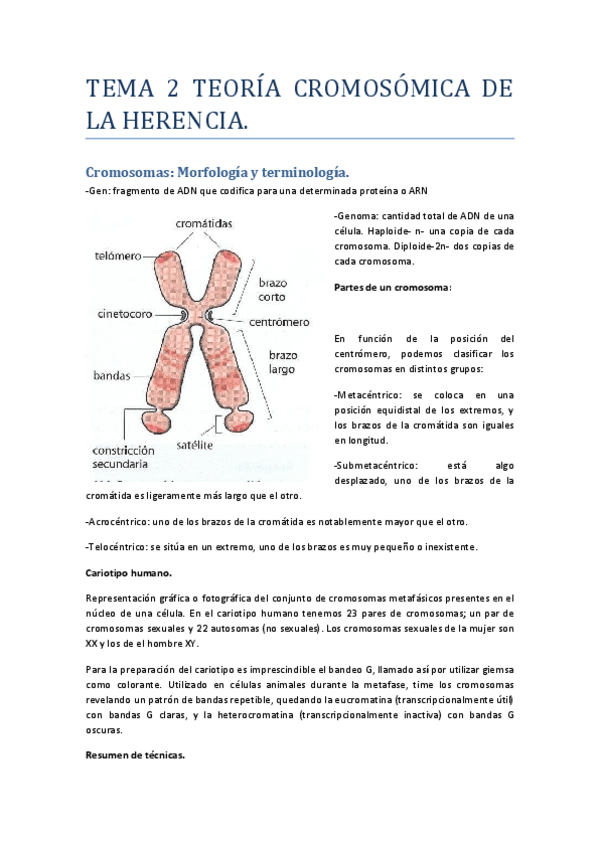 Miniatura del documento Tema 2 Genética.pdf