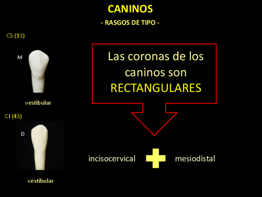 Miniatura del documento Caninos (Rasgos de Tipo)..pdf