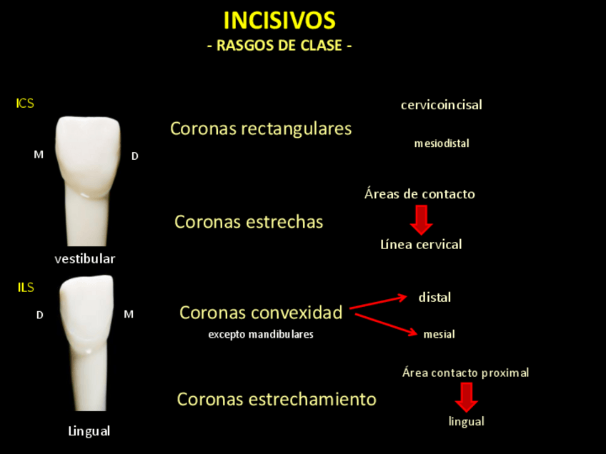 Miniatura del documento Incisivos (Rasgos de Clase)..pdf