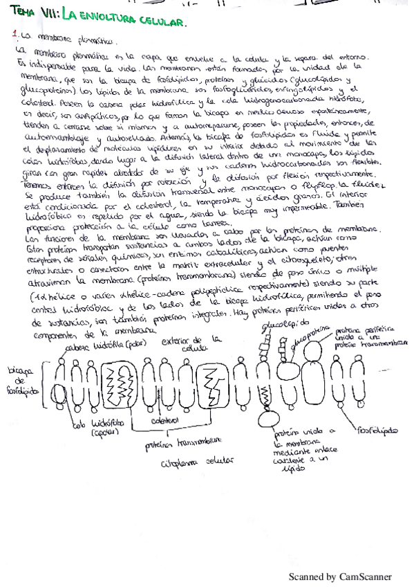 Miniatura del documento Tema 7 Envoltura celular.pdf